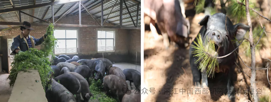 宁蒗拉伯农产品开发有限公司原文配图