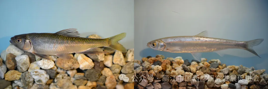 永胜创意工贸有限公司原文配图