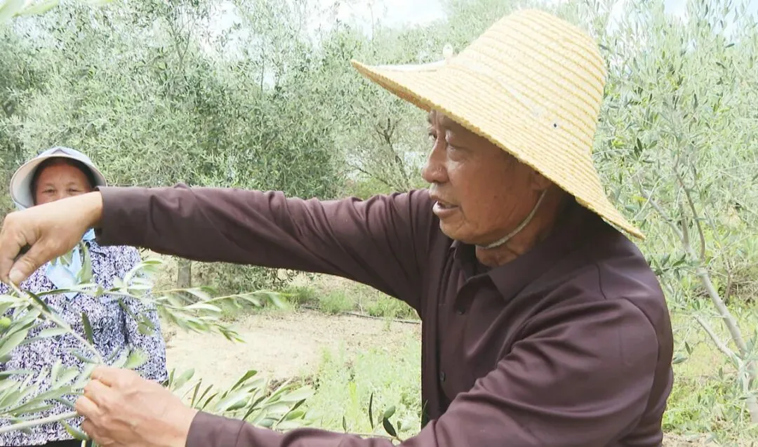 张光华教村民修枝打杈的方法。(丽江融媒记者 赵丽军 摄)