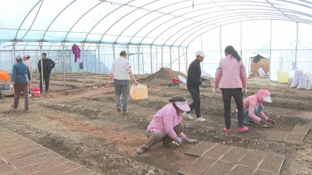 在宁蒗县永宁镇贰陆柒零高原农作物种植专业合作社育秧基地里,一片繁忙的劳作景象。(丽江融媒记者 赵丽军)