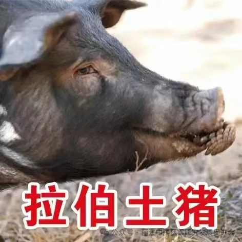 宁蒗拉伯农产品开发有限公司原文配图