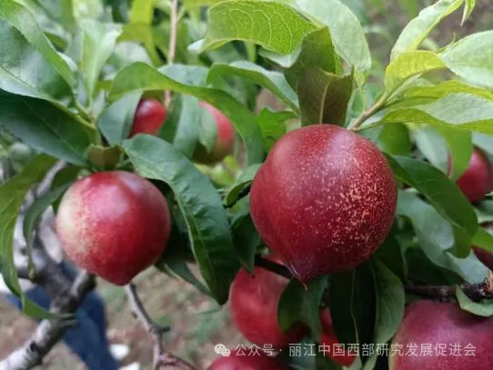 丽江纳谷商贸有限公司原文配图